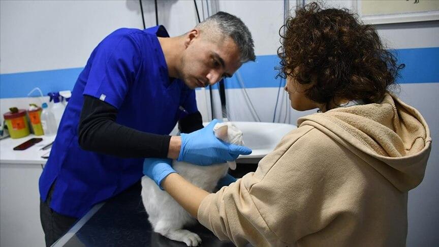 Gönüllü veteriner hekim, deprem bölgesinden getirilen kedileri ücretsiz tedavi ediyor