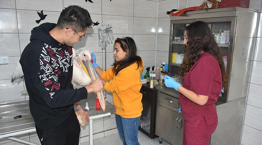 Gönüllü veteriner fakültesi öğrencileri yaban hayvanlarının iyileşmesi için çabalıyor