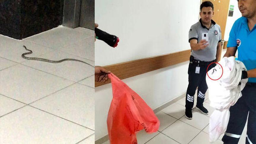 Antalya'da hastaneye giren yılan, 4 saat sonra bulunup doğaya salındı