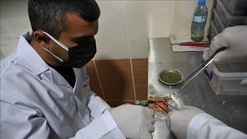 Yetiştirdiği akreplerden ayda 20 gram zehir elde ediyor