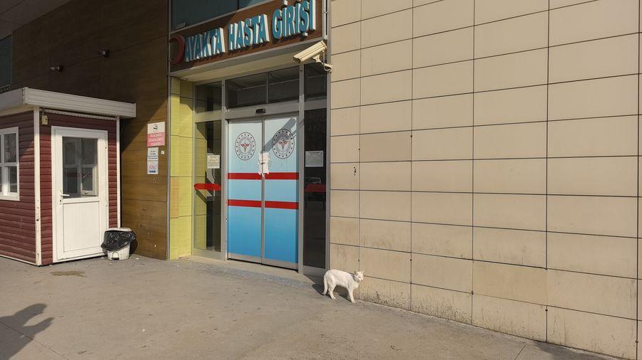 Bacağı kırılan kedi hastanenin acil servisine geldi