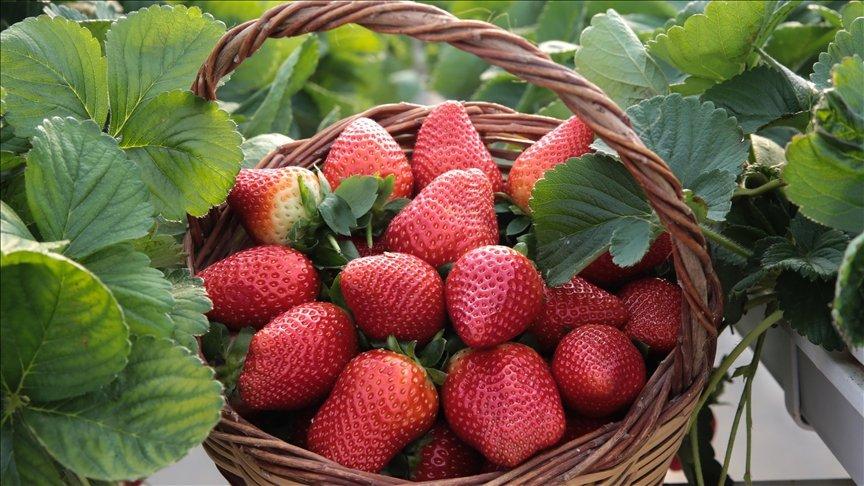 Flavonoid bakımından zengin gıdaların demans riskini azaltabileceği belirlendi