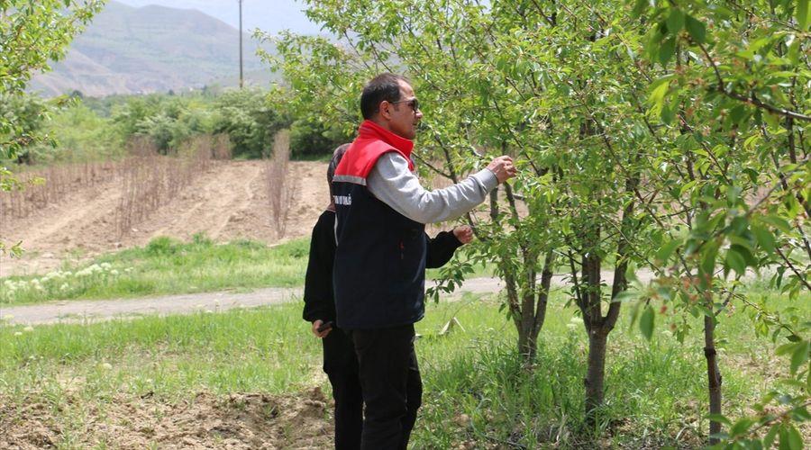 Rektum cerrahisinden organik vişne üreticiliğine: 40 binden fazla ağaç yetiştirdi