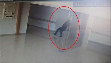 Hastanede 'mavi kod' verilen hastaya müdahaleye giderken düştü