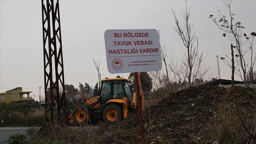 Hatay'da kuş gribi alarmı! Bir mahalle karantinaya alındı
