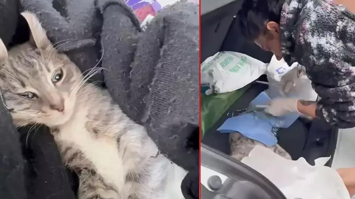 İstanbul'da veteriner depreme ameliyatta yakalandı
