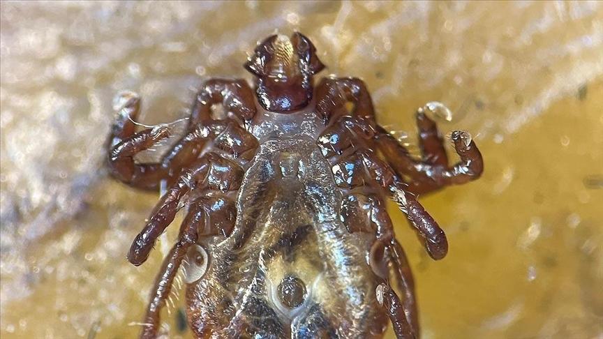 Türkiye'de yeni kene türü! 30'dan fazla hastalık etkeni taşıyor