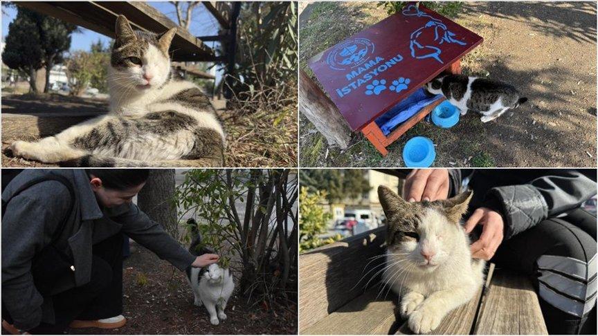 Görme engelli kedi 'Korsan' diş hekimliği fakültesinin maskotu oldu