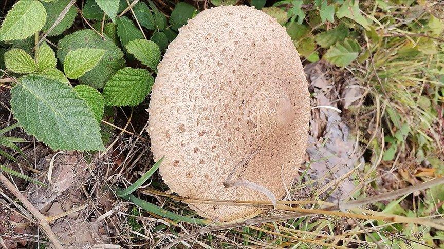 Kastamonu İl Sağlık Müdürlüğünden 'zehirli mantar' uyarısı