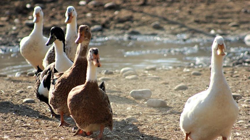 Yeni kuş gribi varyantı: 119 bin hayvan itlaf edildi