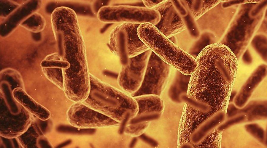 Bilim insanları bugüne kadar üretilmiş en sentetik canlıyı oluşturdu