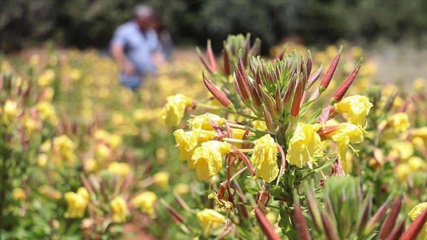 Kuzey Amerika bitkisi 'Oenothera biennis' Güneydoğu'da yetiştirilecek