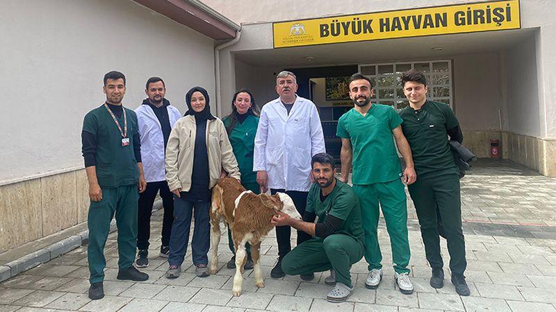 'Yaşamaz' denilen bağırsak hastası buzağıları literatür değiştiren operasyonla hayata bağlıyorlar