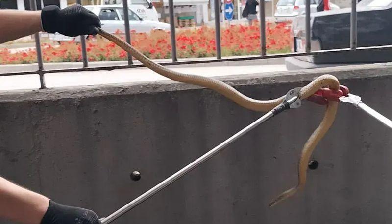 Bolu'da hastane bahçesindeki yılan, itfaiye ekiplerince yakalandı