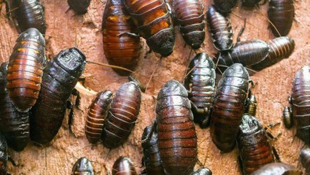 Derisinin altında böcekler olduğunu iddia eden kadın hastaneye kaldırıldı 