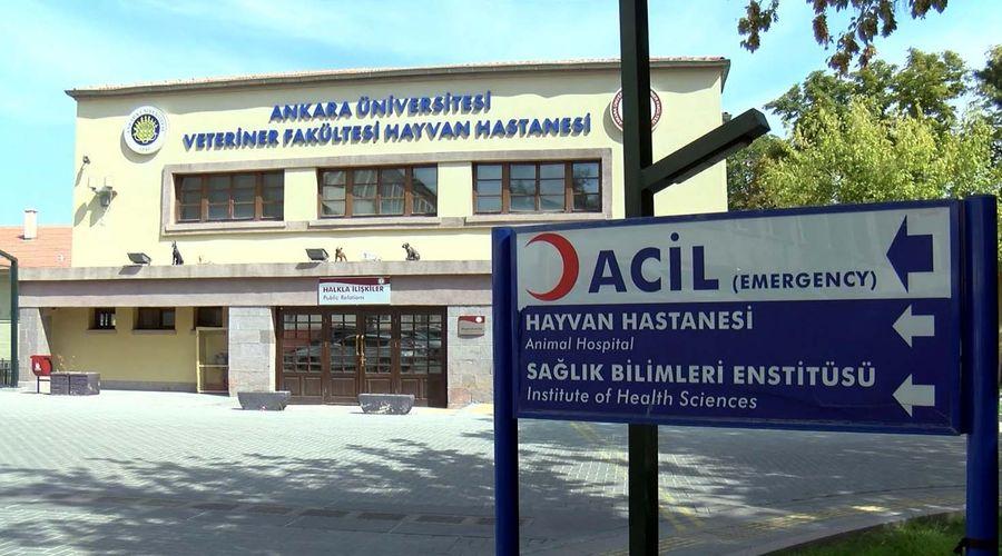 Yaralı yaban hayvanları Ankara Üniversitesi Hayvan Hastanesi'nde tedavi ediliyor