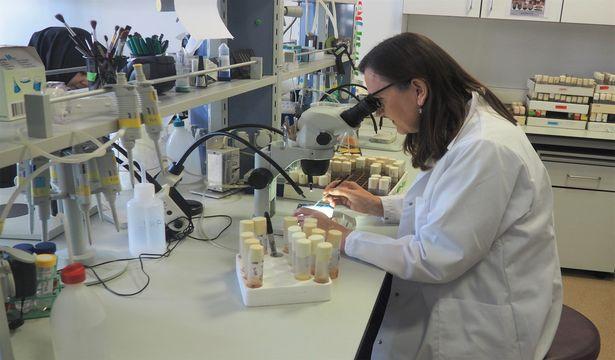 Zihinsel hastalıkların genetik mekanizması araştırılıyor
