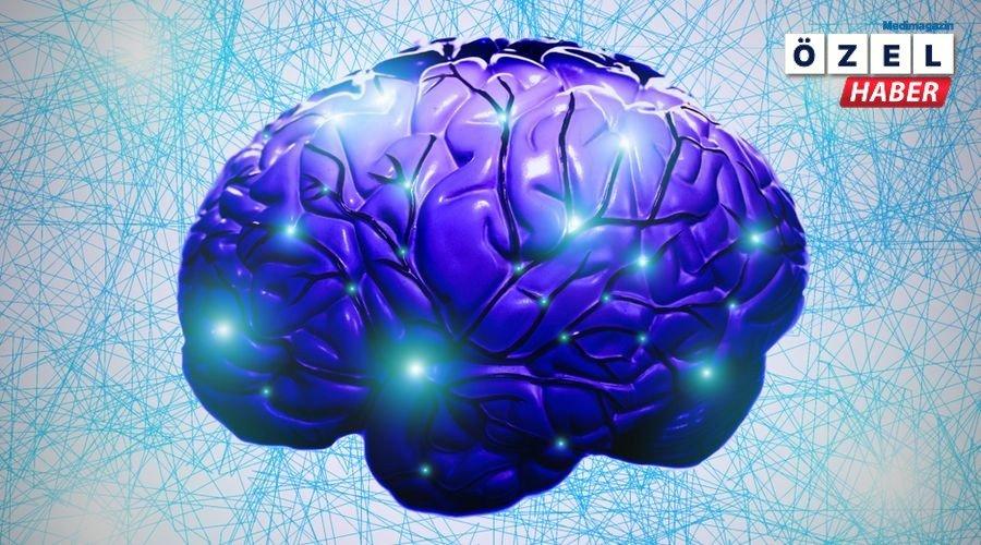 Beynin erken genetik gelişimi haritalandırıldı