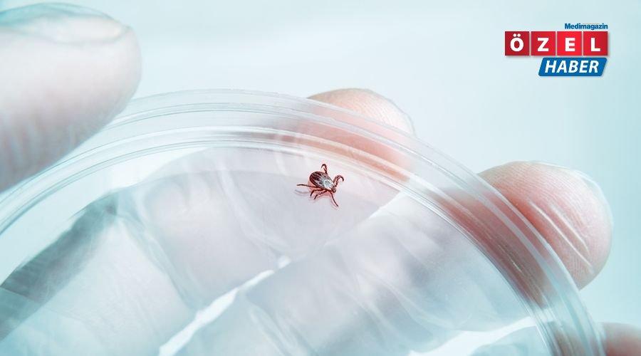 İnsan terinde bulunan bir protein Lyme hastalığına karşı koruma sağlayabilir