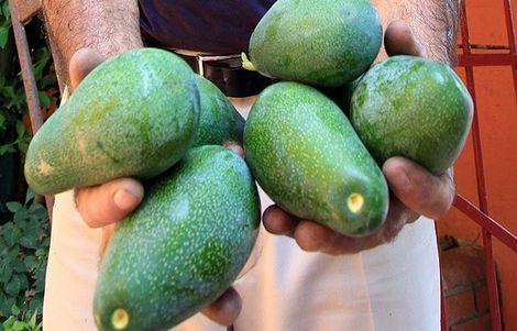 Akut myeloid lösemi için avokado etkili olabilir