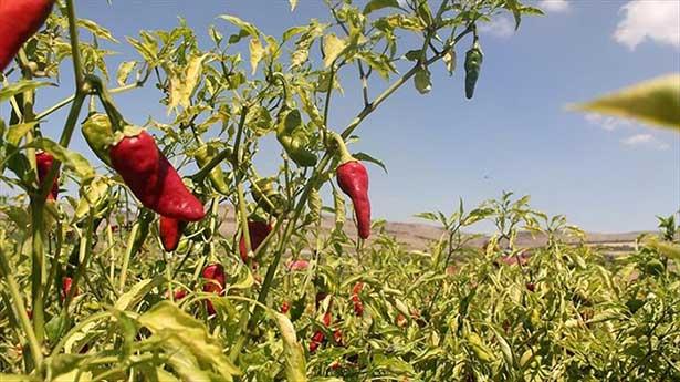 Acı biber ölüm riskini azaltıyor