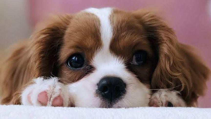 Köpek ilanları hakkında bilinmesi gerekenler
