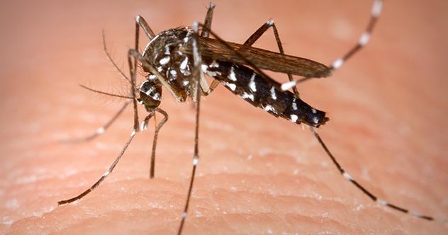 Zika Virüsü Nedir?