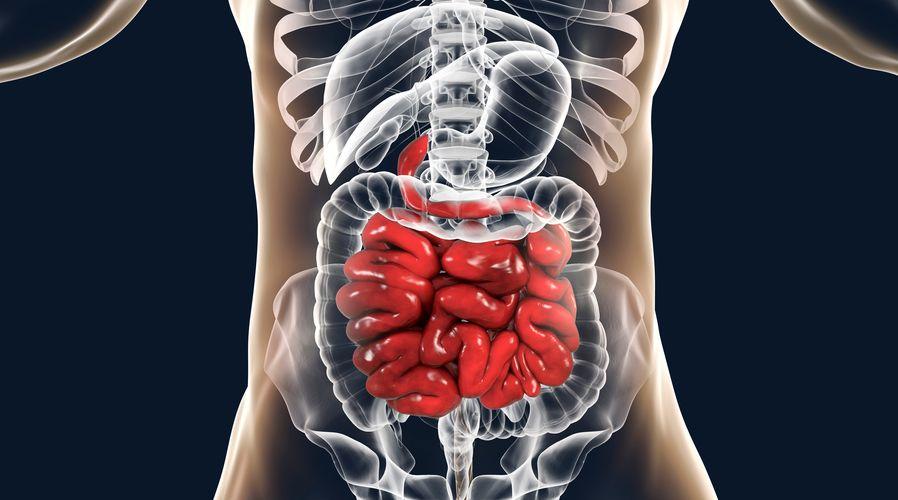 Tıp kitaplarını değiştirecek keşif: Duodenum, jejunum ve ileum değişebilir