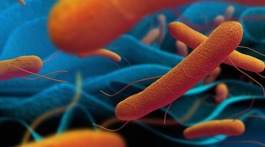 Antibiyotiğe dirençli tifo bütün dünyaya hızla yayılıyor