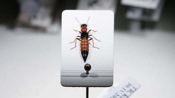 Peder zehri kanser tedavisinde yeni ilaçları vadediyor 