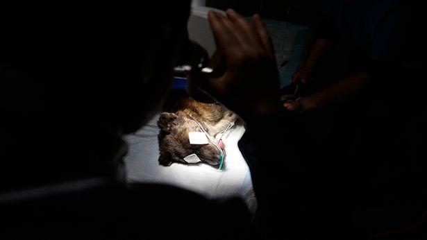 Ameliyathane bu sefer Ayaz için hazırlandı: Köpeğin 2 gözüne de lens yerleştirildi