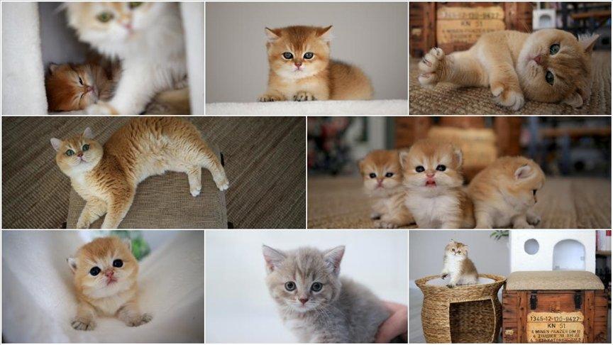Kedi sahiplenmenin artıları ve eksileri
