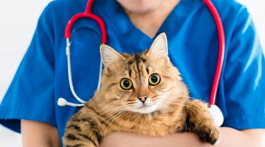 Kedi ve köpeklere mikroçip uygulaması hakkında merak edilenler