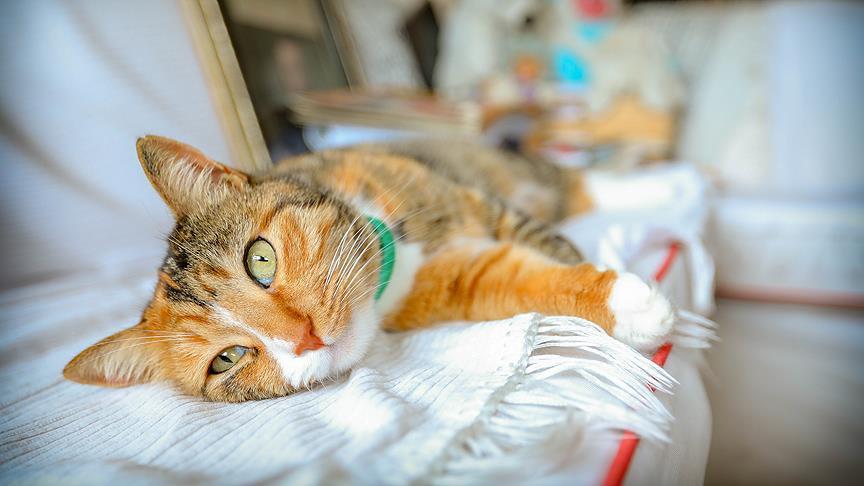 DSÖ: Polonya'da onlarca kedi kuş gribine yakalandı