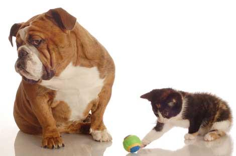 Böbrek hastası kedi ve köpeklere diyaliz