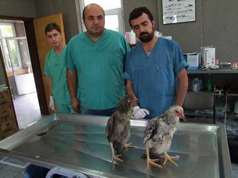 Penguen gibi yürüyen tavukları Kırıkkale Üniversitesi inceledi