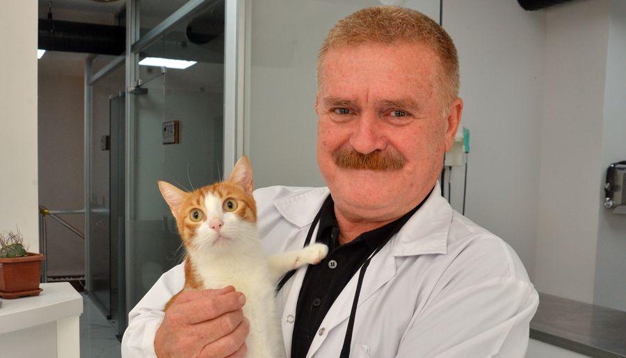 Veteriner hekimler, sokak hayvanlarına da trafik sigortası istiyor