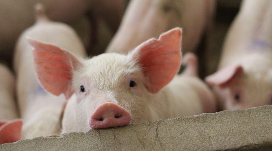 Bilim insanları, bir saat boyunca ölü olan domuzların kan akışını ve hücre işlevini normale döndürdü