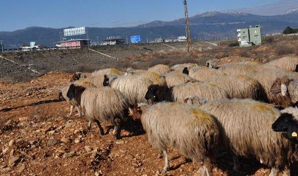 Gaziantep'te koyun-keçi vebası rastlanan mahalle karantinada