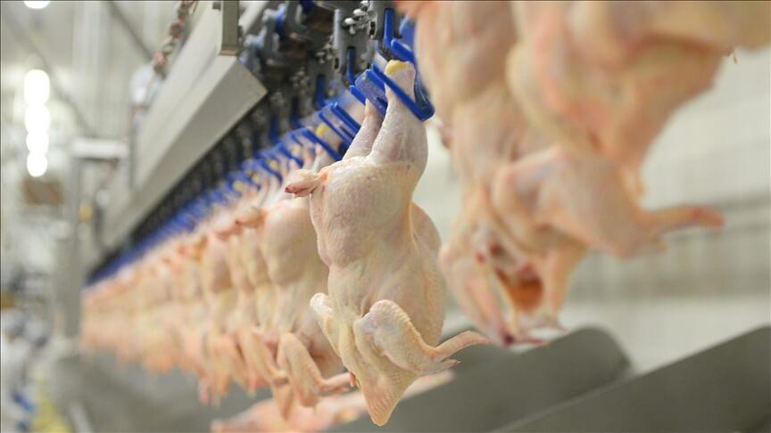 FDA'den laboratuvarda üretilen yapay tavuk etine onay