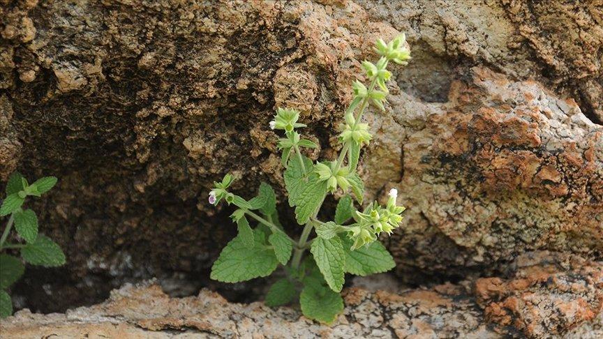 İzmir'de keşfedilen 'efeçayı' bitkisinin Alzheimer'a karşı etkisi araştırılacak