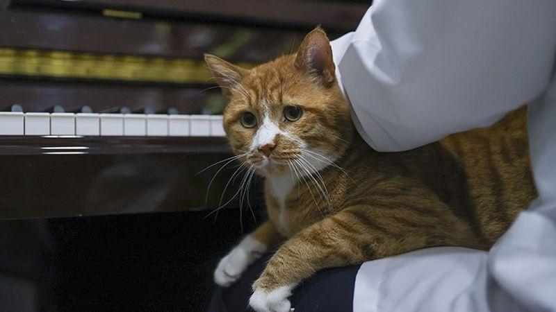 Kedilerin stresini kliniğine aldığı piyanoyla azaltıyor