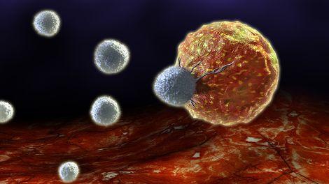 Avcı hücreler kansere karşı