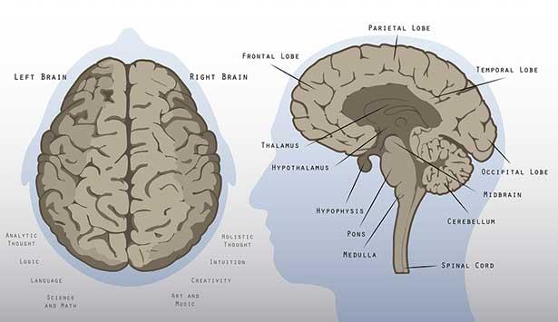 Bilim adamları beyinden beyine iletişim kurmayı başardı