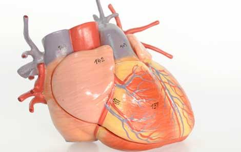 Kalp krizi sonucu kalpte oluşan hasar tedavi edilebilecek