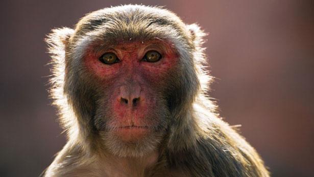 Araştırma: Maymunlar Kovid-19 ile ikinci kez enfekte olmuyor!
