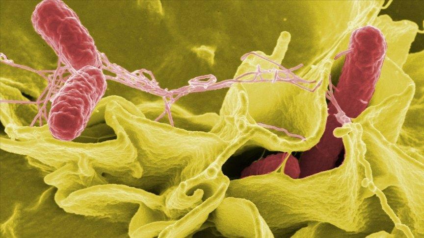 ABD ve Kanada'da salmonella salgını: 8 kişi hayatını kaybetti