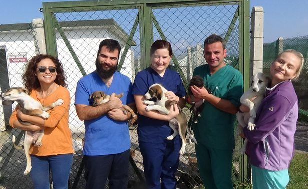 Avrupalı veteriner adayları, sokak hayvanları için seferber oldu