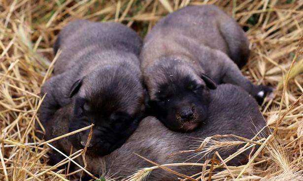 Cumhuriyet Üniversitesi Veterinerlik Fakültesinden literatüre giren çalışma: 'Kangallar neden doğurduklarını yiyorlar?' 