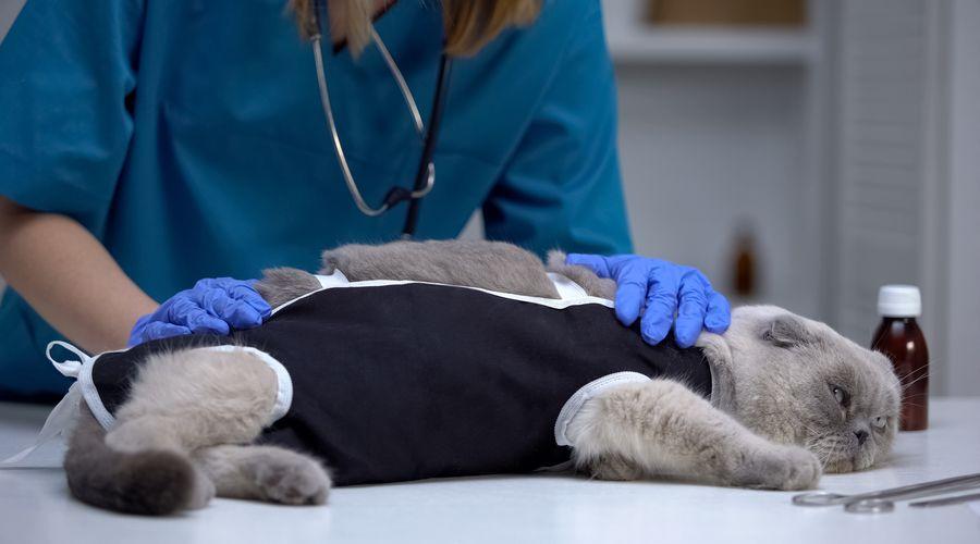 10 aşamada kedi kısırlaştırma ameliyatı